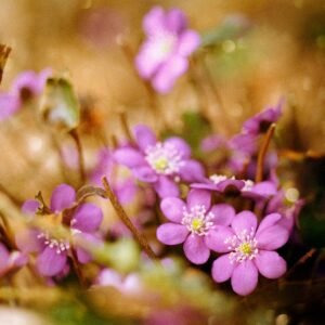 Hepatica Sisters '26