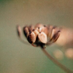 Wild Parsley Seed '25