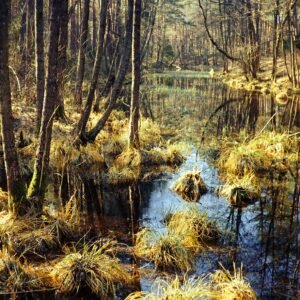 Landscape