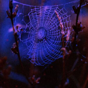 Lucky Blue Web '25 (Extra grain!)