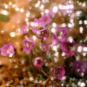 Hepatica with Bokeh '26