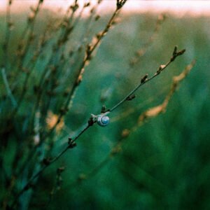 Little Snail on Lomography Turquoise '24