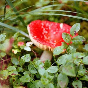 Red Russula '24
