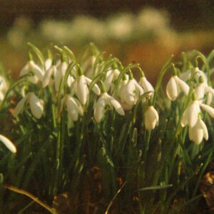 Sunlit Snowdrops '25