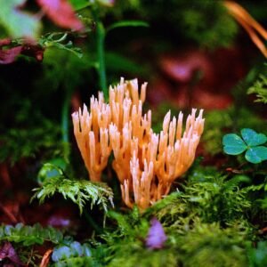 Coral Mushroom '25