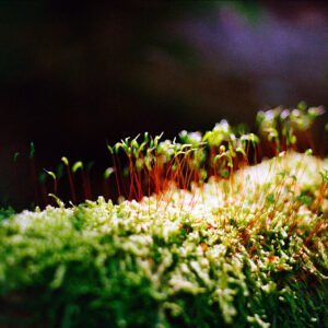 Sunlit Moss '25