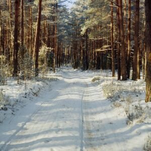 Winter Forest Road '25, Landscape