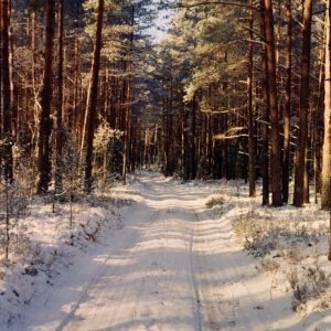 Winter Forest Road '25, Vertical